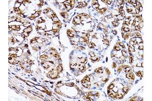 Immunohistochemistry of paraffin-embedded rat heart using β-actin antibody.
