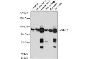 Western blot analysis of extracts of various cell lines, using GLB1L3 antibody (ABIN7267334) at 1:1000 dilution. (GLB1L3 antibody  (AA 180-290))