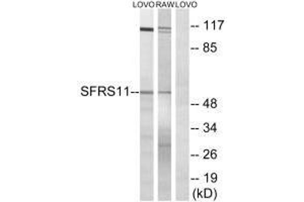 SRSF11 antibody