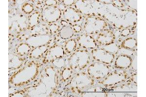 Image no. 1 for anti-Nuclear Receptor Coactivator 4 (NCOA4) (AA 505-615) antibody (ABIN599026) (NCOA4 antibody  (AA 505-615))