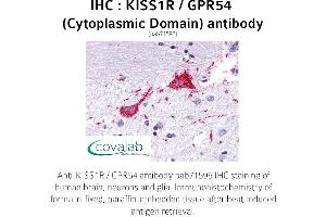 Image no. 1 for anti-KISS1 Receptor (KISS1R) (3rd Cytoplasmic Domain) antibody (ABIN1736237) (KISS1R antibody  (3rd Cytoplasmic Domain))