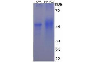 Image no. 1 for Pancreatic Polypeptide (PPY) peptide (Ovalbumin) (ABIN5666320) (Pancreatic Polypeptide (PPY) peptide (Ovalbumin))