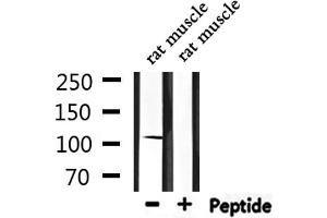 Western blot analysis of extracts from rat muscle, using DSG1 Antibody. (Desmoglein 1 antibody  (N-Term))