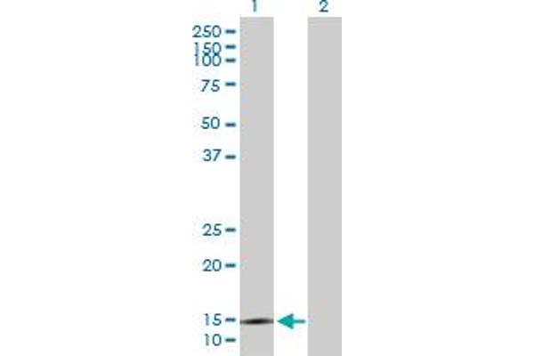 SYNJ2BP antibody  (AA 1-145)