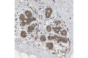 Immunohistochemical staining of human breast with METTL21D polyclonal antibody  shows moderate cytoplasmic positivity in glandular cells at 1:50-1:200 dilution.