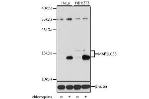 Western blot analysis of extracts of various cell lines, using MAP1LC3B antibody (ABIN6291774) at 1:1000 dilution.