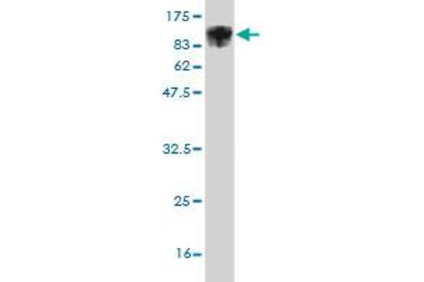 ALOX15 antibody  (AA 1-662)