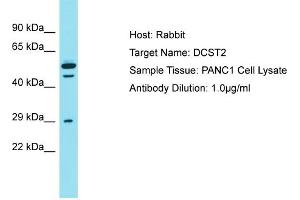 Host: Rabbit Target Name: DCST2 Sample Type: PANC1 Whole cell lysates Antibody Dilution: 1. (DCST2 antibody  (C-Term))