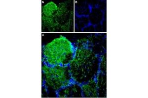 Expression of Piezo1 in rat olfactory bulb - Immunohistochemical staining of rat olfactory bulb sections using Anti-Piezo1 Antibody (ABIN7043434, ABIN7044988 and ABIN7044989). (PIEZO1 antibody  (AA 1863-1876))