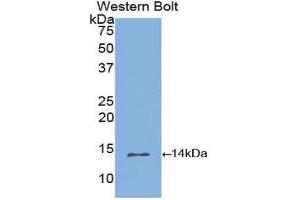 Western Blotting (WB) image for anti-Inhibin, beta B (INHBB) (AA 277-391) antibody (ABIN3201616) (INHBB antibody  (AA 277-391))
