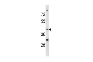 Western blot analysis of CCRN4L antibody (C-term) (ABIN390544 and ABIN2840883) in K562 cell line lysates (35 μg/lane). (CCRN4L antibody  (C-Term))