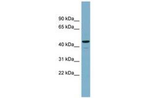 Image no. 1 for anti-Calcium Activated Nucleotidase 1 (CANT1) (AA 143-192) antibody (ABIN6743658)