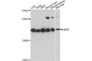Western blot analysis of extracts of various cell lines, using LMO2 antibody (ABIN1873555) at 1:3000 dilution.