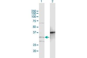 Western Blot analysis of MOGAT2 expression in transfected 293T cell line by MOGAT2 MaxPab polyclonal antibody.