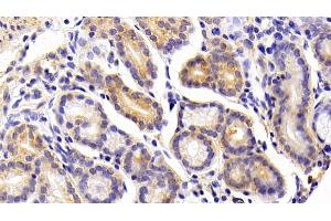 Detection of FGF21 in Porcine Stomach Tissue using Polyclonal Antibody to Fibroblast Growth Factor 21 (FGF21) (FGF21 antibody  (AA 28-208))