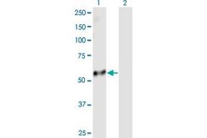 Western Blot analysis of PI4KAP2 expression in transfected 293T cell line by PI4KAP2 MaxPab polyclonal antibody. (PI4KAP2 antibody  (AA 1-577))