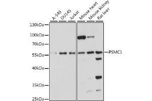 Western blot analysis of extracts of various cell lines, using PSMC1 antibody (ABIN7269584) at 1:1000 dilution. (PSMC1 antibody  (AA 77-440))