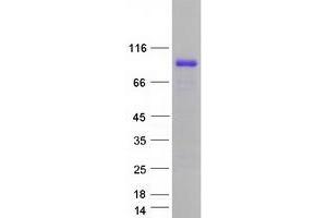 Validation with Western Blot (RanBP3 Protein (Myc-DYKDDDDK Tag))