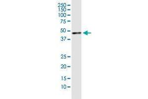 Western Blotting (WB) image for anti-Purine-Rich Element Binding Protein A (PURA) (AA 183-292) antibody (ABIN519543)