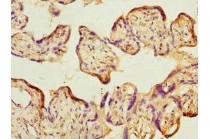 Immunohistochemistry of paraffin-embedded human placenta tissue using ABIN7159901 at dilution of 1:100 (TIMM17A antibody  (AA 1-171))