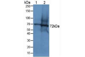 Western blot analysis of (1) Human Lung Tissue and (2) Mouse Testis Tissue. (Dystrophin antibody  (AA 3048-3328))