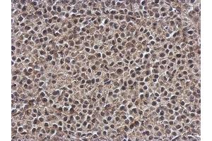 Image no. 1 for anti-Smg-7 Homolog, Nonsense Mediated mRNA Decay Factor (SMG7) (AA 719-1003) antibody (ABIN1501000) (SMG7 antibody  (AA 719-1003))