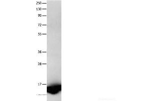 Western Blot analysis of Human fetal brain tissue using FABP7 Polyclonal Antibody at dilution of 1:450 (FABP7 antibody)