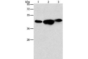Western Blot analysis of 293T, PC3 and NIH/3T3 cell using ARFGAP1 Polyclonal Antibody at dilution of 1:850 (ARFGAP1 antibody)