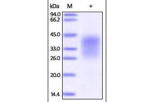 Human PD-1, His Tag (HPLC-verified) on SDS-PAGE under reducing (R) condition.