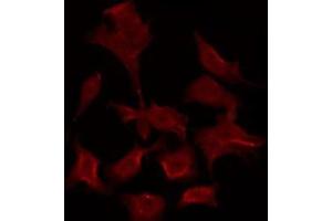 ABIN6275914 staining HepG2 by IF/ICC. (Adenosine A3 Receptor antibody  (C-Term))