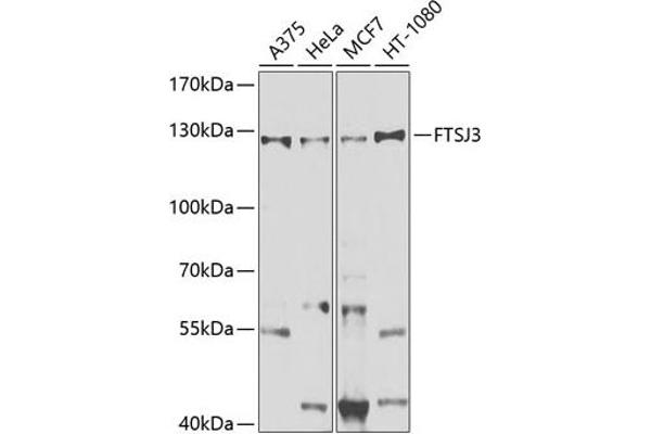FTSJ3 antibody  (AA 608-847)