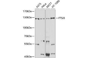 Western blot analysis of extracts of various cell lines, using FTSJ3 antibody (ABIN6131656, ABIN6140799, ABIN6140800 and ABIN6225346) at 1:1000 dilution. (FTSJ3 antibody  (AA 608-847))