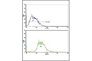 Flow cytometric analysis of HepG2 cells using GCG Antibody (N-term)(bottom histogram) compared to a negative control cell (top histogram). (Glucagon antibody  (N-Term))
