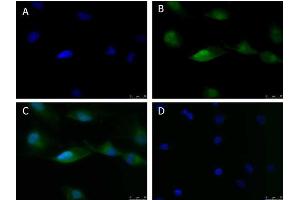 Immunofluorescence of Anti-ATF6 (RABBIT) Antibody Immunofluorescence Microscopy of Rabbit anti-ATF6 antibody. (ATF6 antibody  (N-Term))