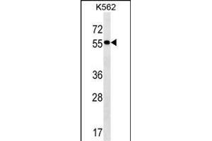 FRMD8 Antibody (N-term) (ABIN1539581 and ABIN2849771) western blot analysis in K562 cell line lysates (35 μg/lane). (FRMD8 antibody  (N-Term))