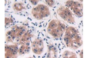 DAB staining on IHC-P; Samples: Human Stomach Tissue (PTPRB antibody  (AA 1655-1918))