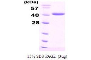 SDS-PAGE (SDS) image for DnaJ (Hsp40) Homolog, Subfamily B, Member 1 (DNAJB1) protein (His tag) (ABIN666691)