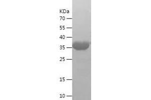 Western Blotting (WB) image for c-Fos (c-Fos) (AA 2-180) protein (His-IF2DI Tag) (ABIN7122057) (c-FOS Protein (AA 2-180) (His-IF2DI Tag))