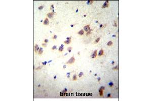 GRIN3B Antibody (C-term) (ABIN656225 and ABIN2845542) immunohistochemistry analysis in formalin fixed and paraffin embedded human brain tissue followed by peroxidase conjugation of the secondary antibody and DAB staining.