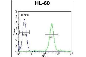 CNIH2 Antibody (N-term) (ABIN655476 and ABIN2844999) flow cytometric analysis of HL-60 cells (right histogram) compared to a negative control cell (left histogram). (CNIH2 antibody  (N-Term))