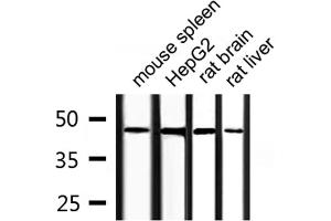 Western blot analysis of extracts from HepG2, mouse spleen, rat liver, rat brain, using COPS3 Antibody.