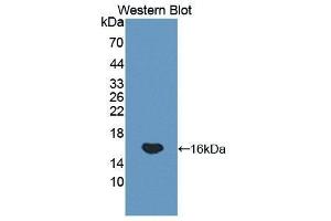 Western Blotting (WB) image for anti-Glycoprotein Ib (Platelet), beta Polypeptide (GP1BB) (AA 52-164) antibody (ABIN1859041) (GP1BB antibody  (AA 52-164))