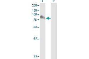 Western Blot analysis of ARHGAP26 expression in transfected 293T cell line by ARHGAP26 MaxPab polyclonal antibody. (GRAF antibody  (AA 1-759))