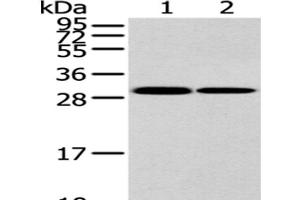Western Blot analysis of K562 and 293T cell using HNRNPC Polyclonal Antibody at dilution of 1/200 (HNRNPC antibody)