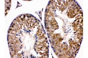 Anti- EDNRB Picoband antibody, IHC(P) IHC(P): Mouse Testis Tissue (EDNRB antibody  (C-Term))