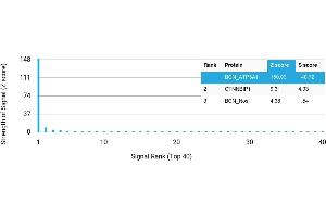 Protein Array (PAr) image for anti-ATP Synthase, H+ Transporting, Mitochondrial F1 Complex, alpha Subunit 1, Cardiac Muscle (ATP5A1) antibody (ABIN7456312)