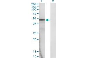 Western Blot analysis of AMBP expression in transfected 293T cell line by AMBP monoclonal antibody (M02), clone 1F7. (AMBP antibody  (AA 19-352))