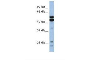 Image no. 1 for anti-Nuclear Factor, Interleukin 3 Regulated (NFIL3) (AA 254-303) antibody (ABIN6737641) (NFIL3 antibody  (AA 254-303))