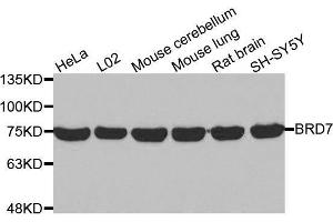 Western blot analysis of extracts of various cell lines, using BRD7 antibody.