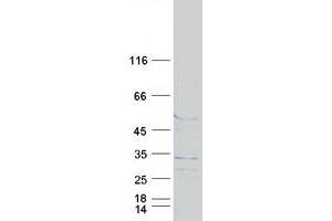 Validation with Western Blot (FAM71C Protein (Myc-DYKDDDDK Tag))